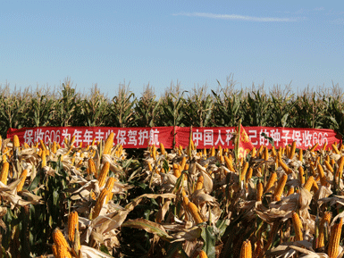 保收606玉米品种通过黑龙江省审定(图1)