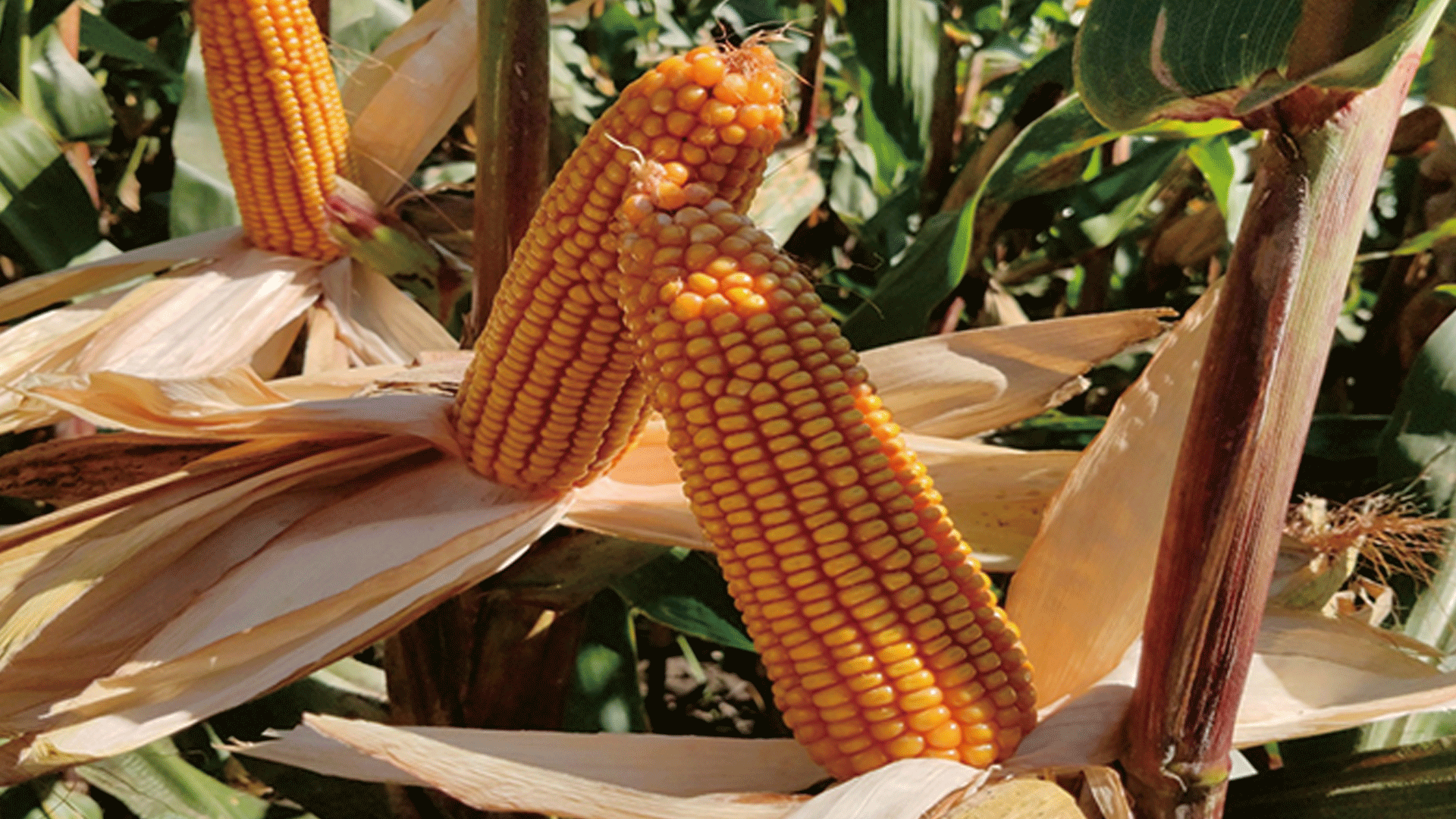 玉米种子-保收909(图1)